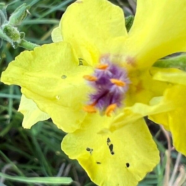 Verbascum sinuatum Kvet