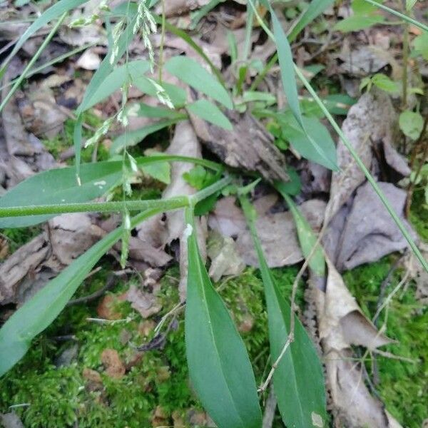 Silene virginica Blatt