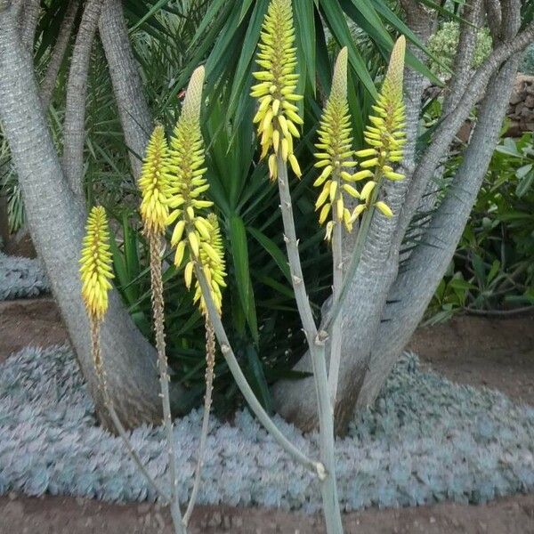 Aloe vera Flower