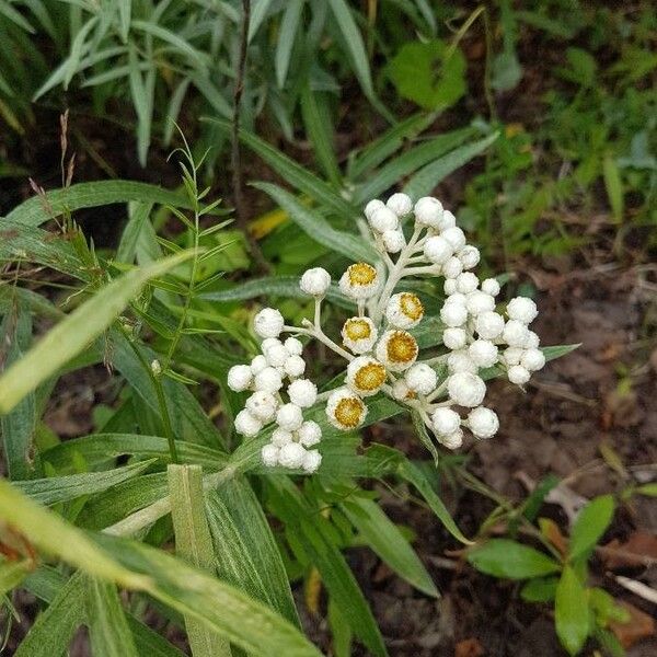 Anaphalis margaritacea Λουλούδι