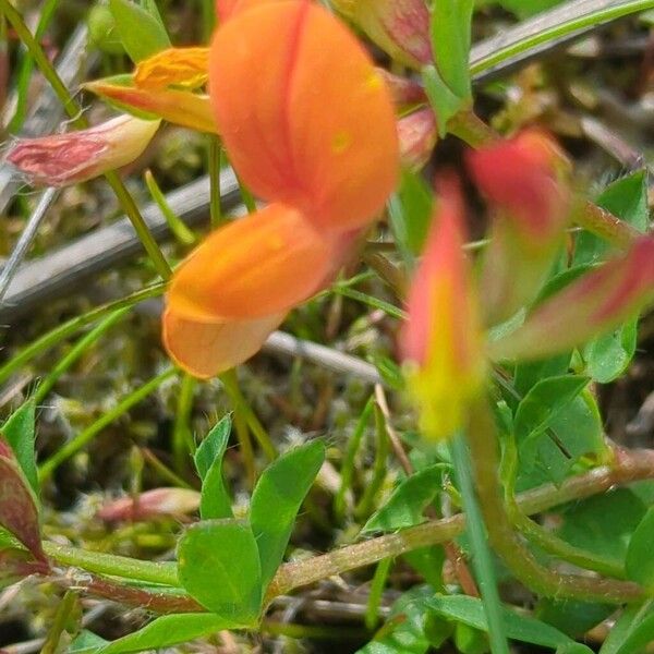 Lotus corniculatus Blomst