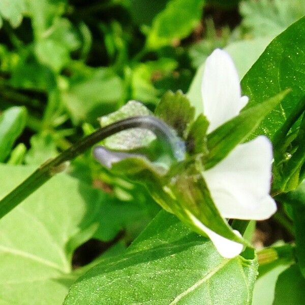 Viola arvensis Fiore