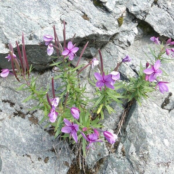 Epilobium dodonaei Annet