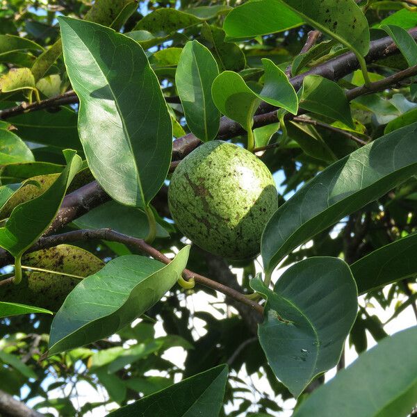 Annona glabra Fruit