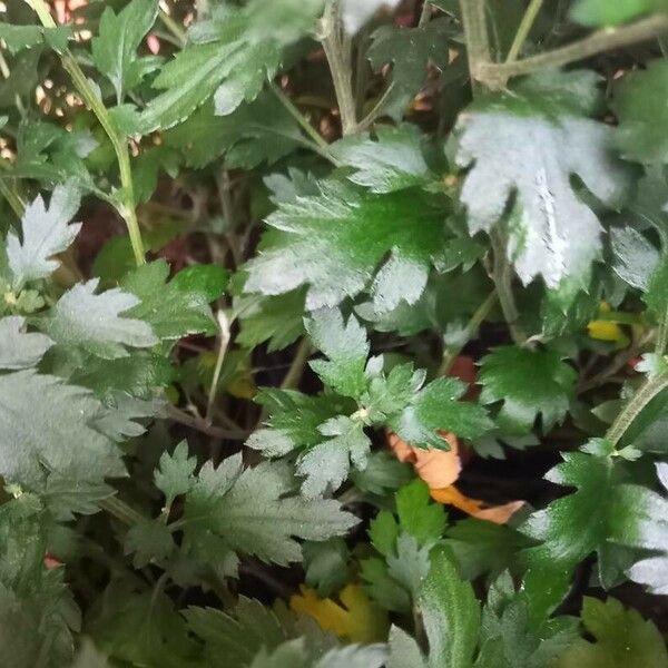 Chrysanthemum x grandiflorum Leaf