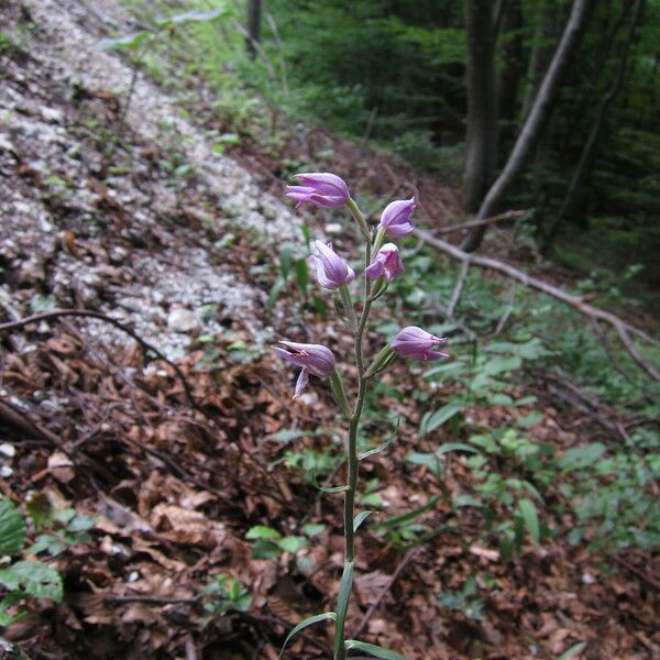 Cephalanthera rubra Cvet