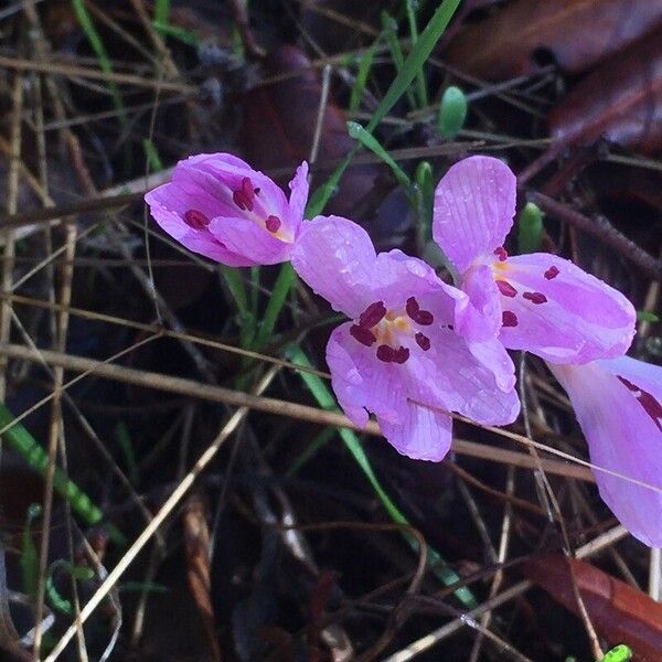 Colchicum cupanii Kwiat