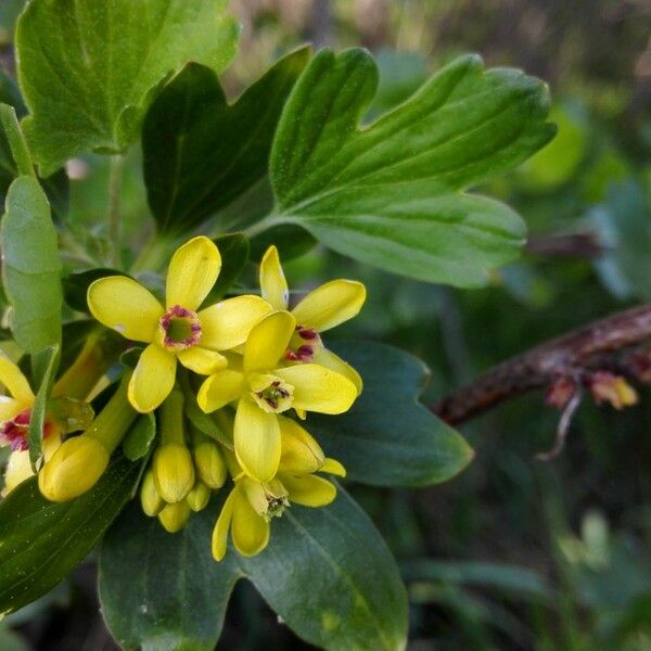 Ribes aureum 花