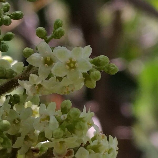 Maesa lanceolata Flor