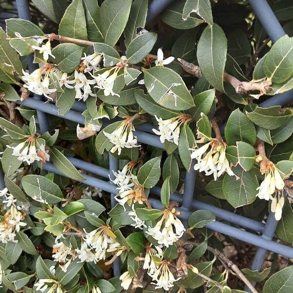 Osmanthus × burkwoodii आदत