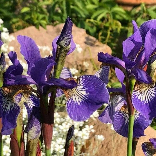 Iris sibirica Flower