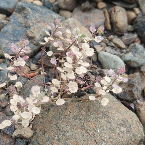 Alyssum simplex 整株植物