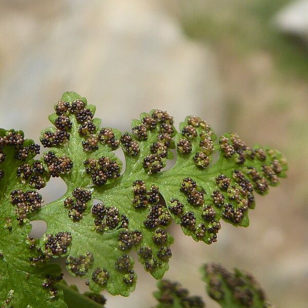 Cystopteris fragilis Fruchs