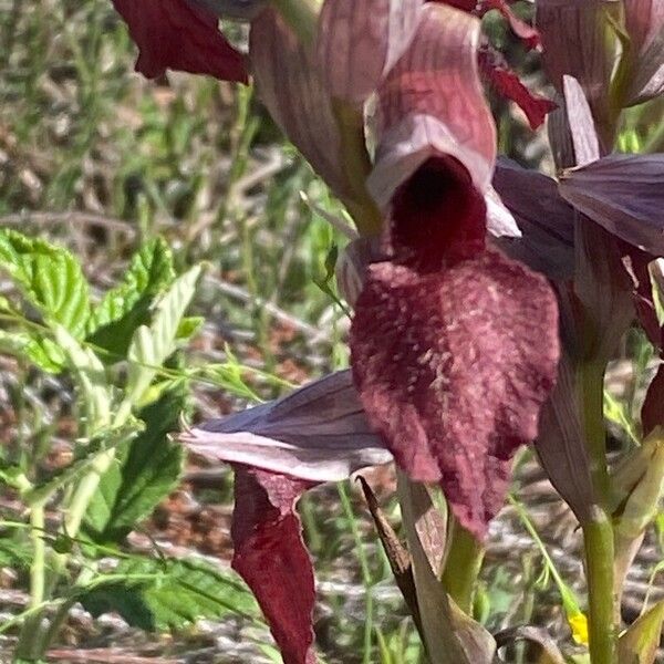 Serapias cordigera Floare