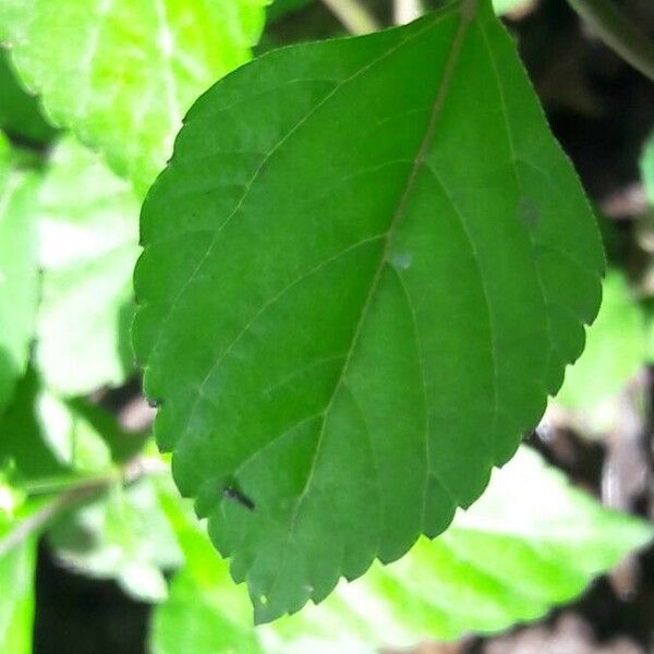 Melanthera nivea Лист