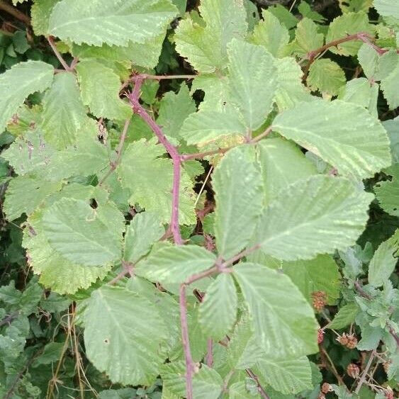 Rubus ulmifolius Blatt