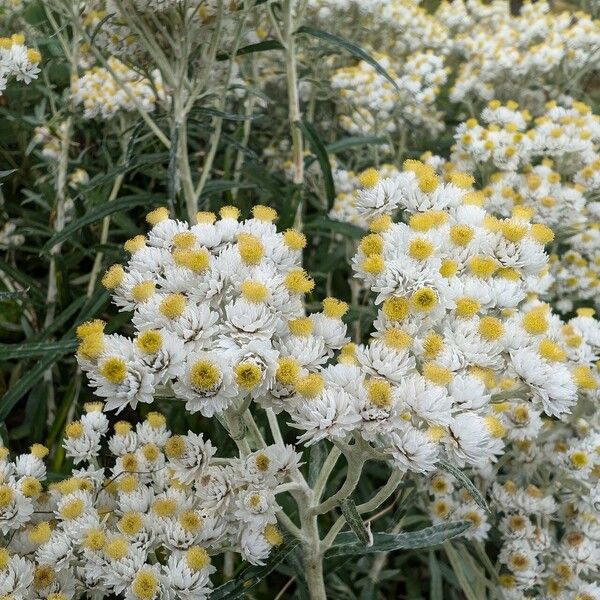 Anaphalis margaritacea Flor