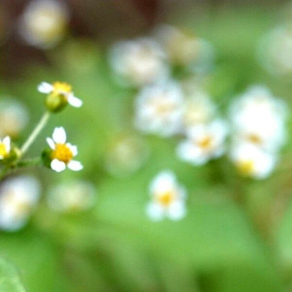 Galinsoga parviflora Flor