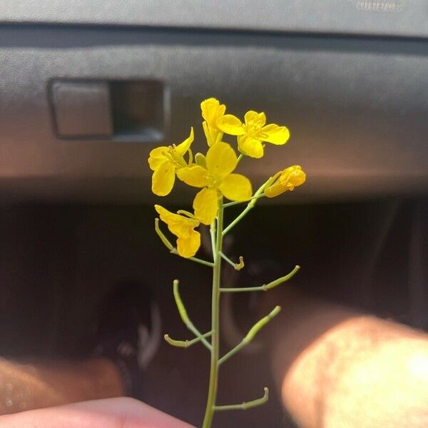 Brassica rapa Flower