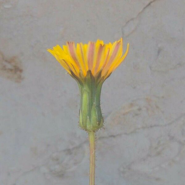 Aetheorhiza bulbosa Flower