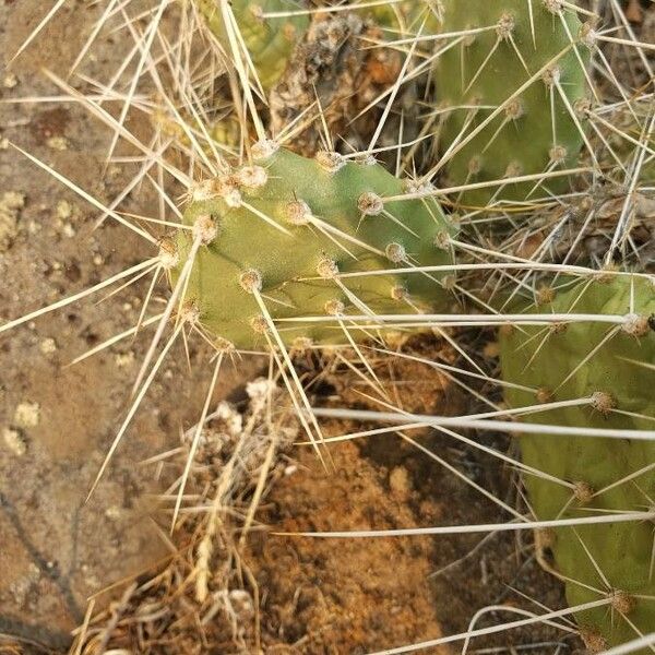 Opuntia fragilis Levél