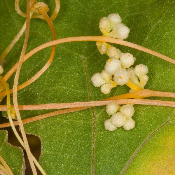 Cuscuta campestris Žiedas