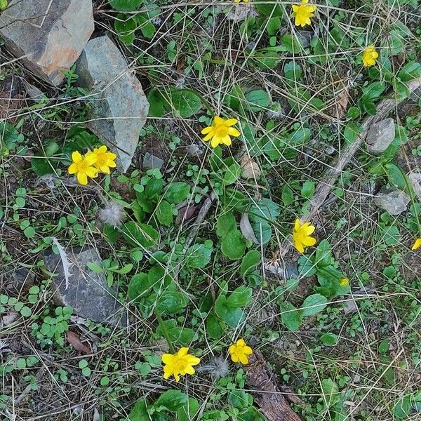 Ranunculus bullatus অভ্যাস