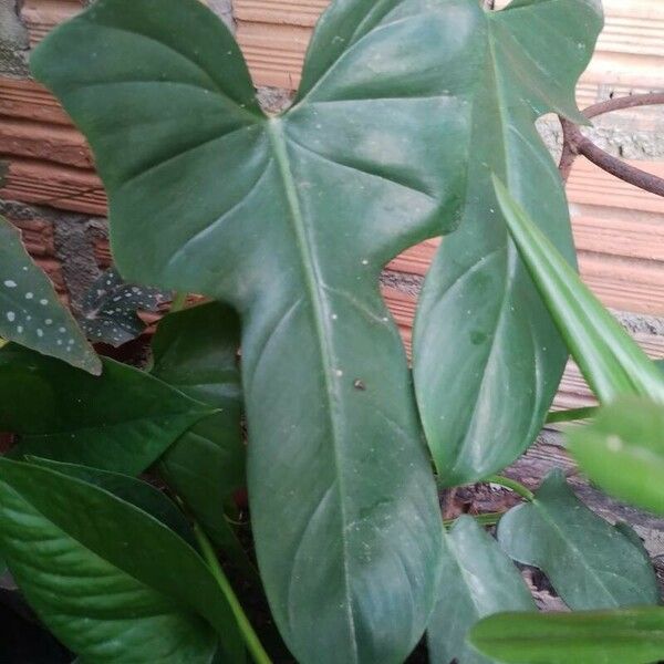 Philodendron bipennifolium Fuelha