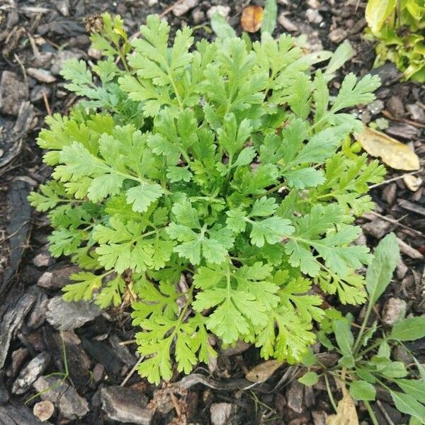 Tanacetum parthenium Folla