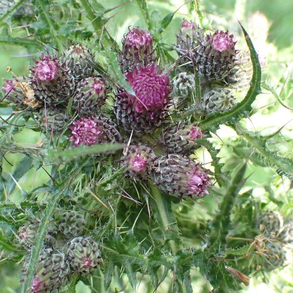 Cirsium palustre 花