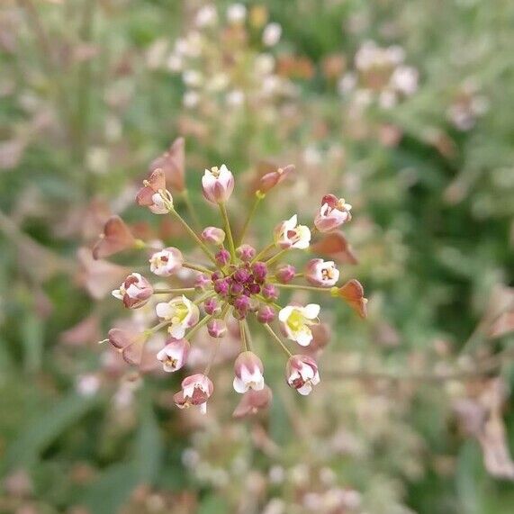 Capsella bursa-pastoris Çiçek