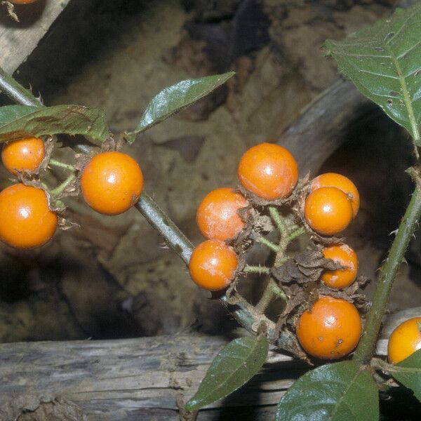 Solanum leucopogon Плод