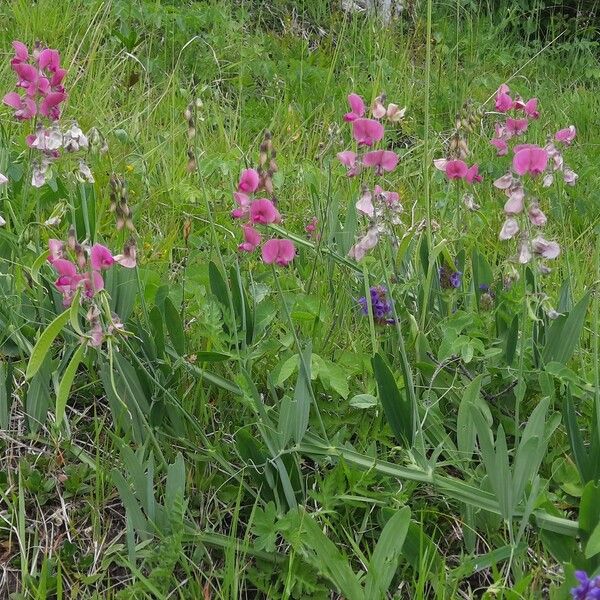 Lathyrus sylvestris Natur