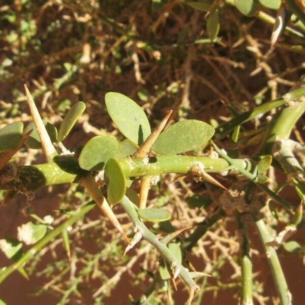 Balanites aegyptiaca Leaf