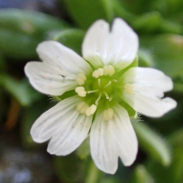 Cerastium pedunculatum Virág