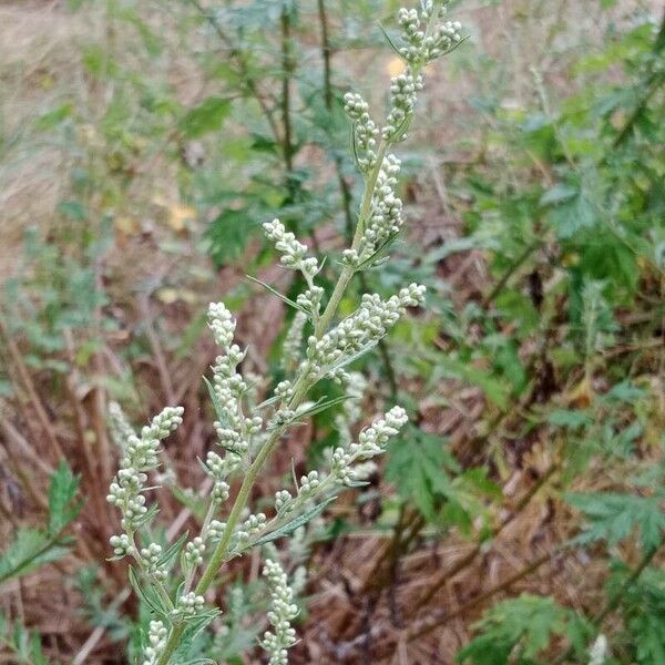 Artemisia vulgaris Květ