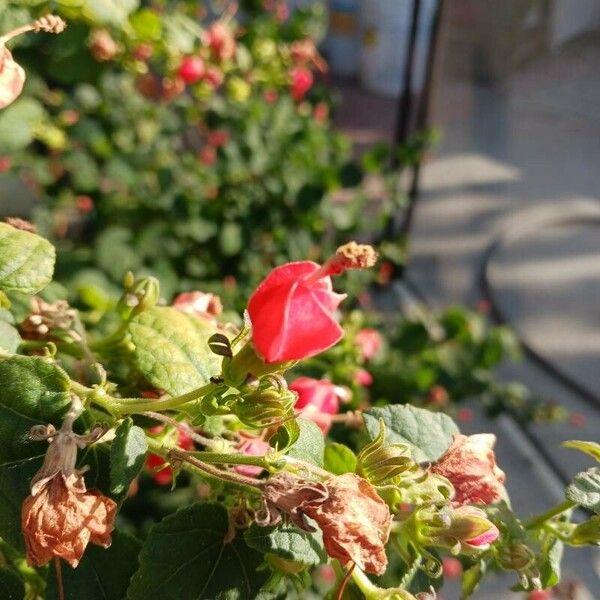 Phaseolus coccineus Flower