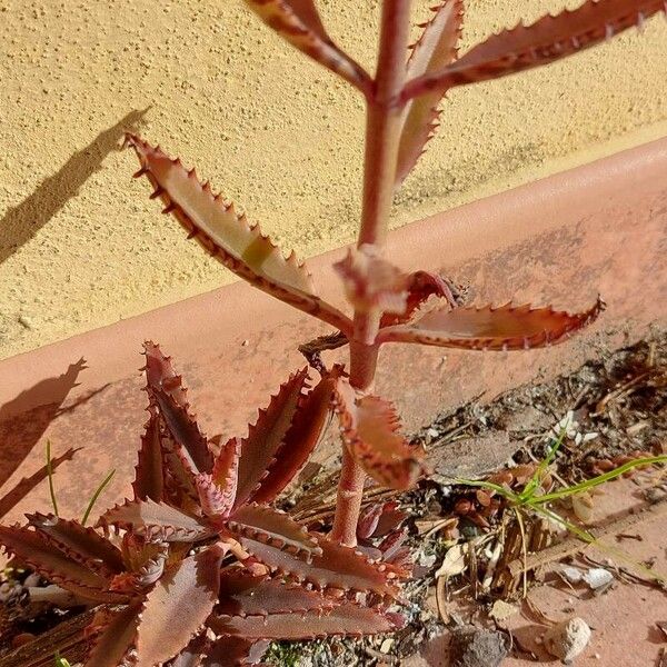 Kalanchoe serrata Folla