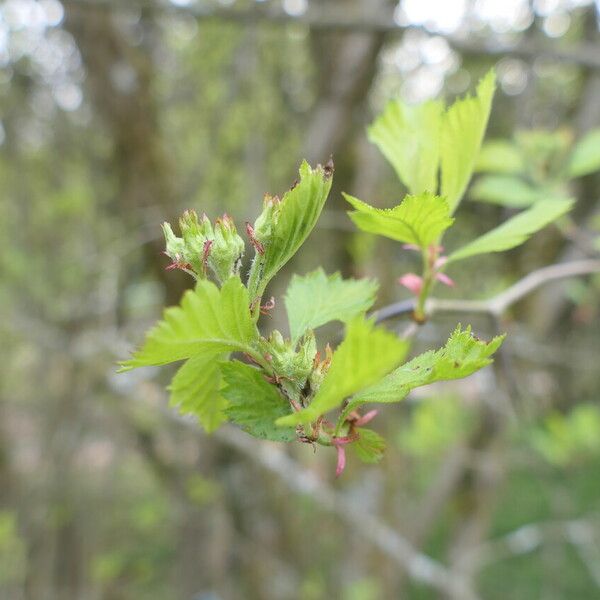 Crataegus douglasii Ліст