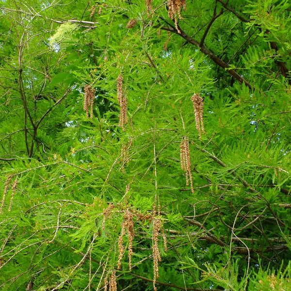 Taxodium distichum Foglia