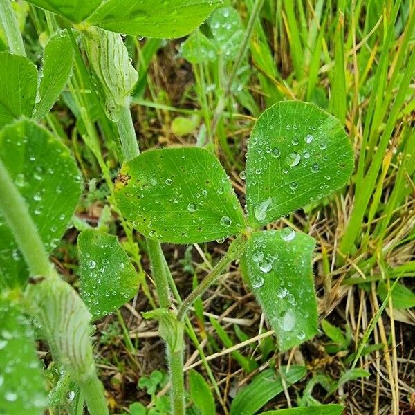 Trifolium incarnatum Leht