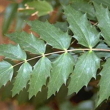 Berberis nervosa Folha