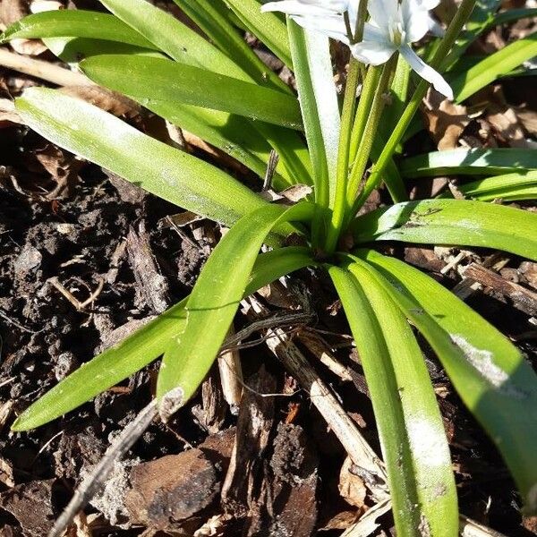 Scilla mischtschenkoana Leaf