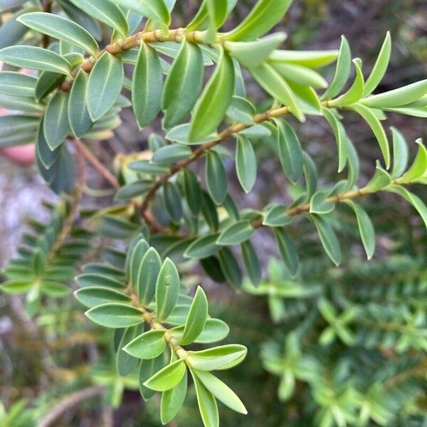 Veronica brachysiphon Blad