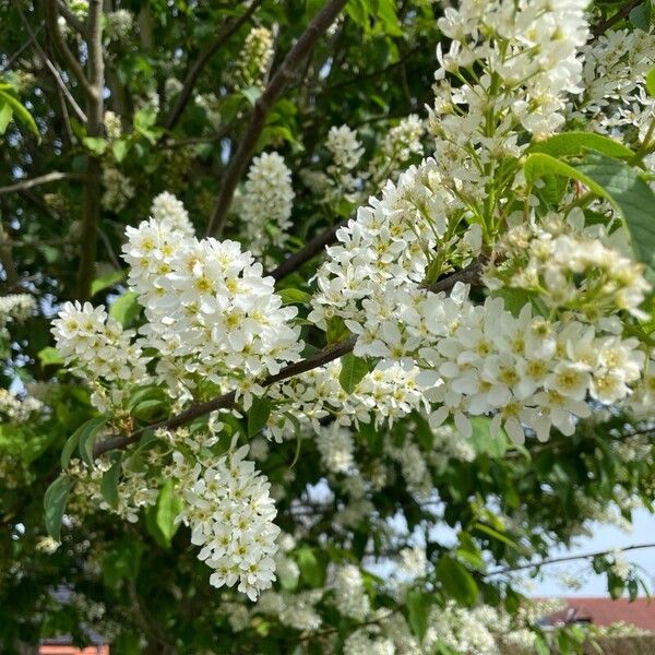 Prunus padus 花