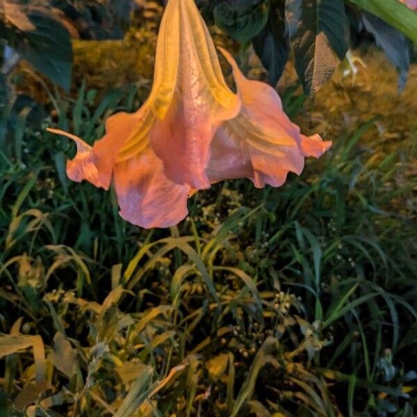 Brugmansia suaveolens 花