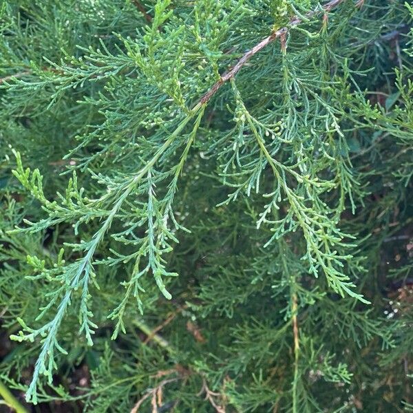 Juniperus virginiana Folio