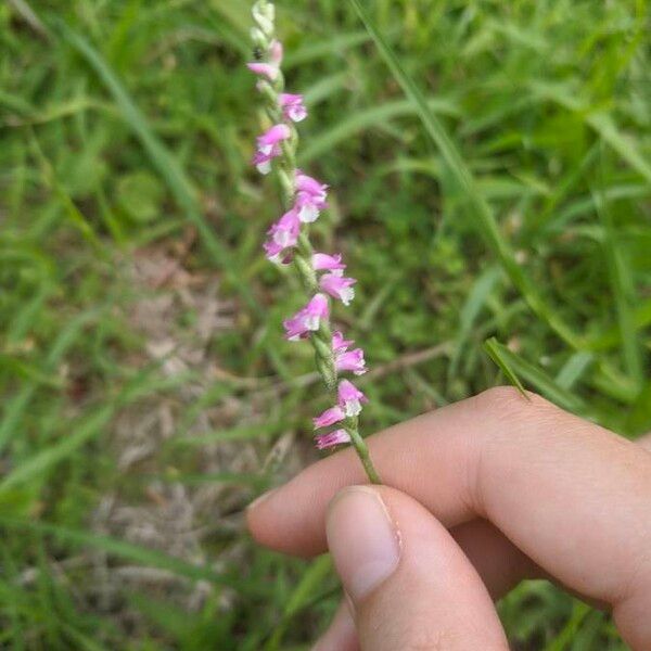 Spiranthes sinensis फूल