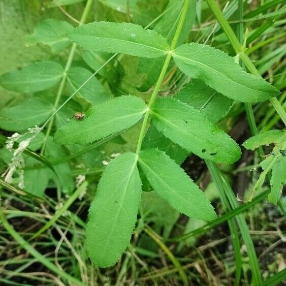 Sium latifolium Folio