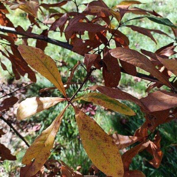 Quercus oglethorpensis Blatt